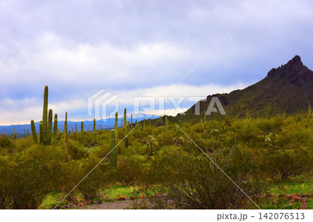 Sonoran Desert Arizona Sonoran Desert Arizona 142076513
