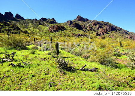 Sonoran Desert Arizona Sonoran Desert Arizona 142076519