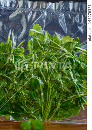 Vacuum packed parsley for herb storage on black background Vacuum packed parsley for herb storage on black background 142076571