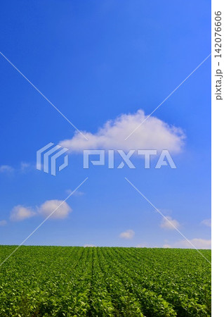 大豆畑と大空(北海道・美瑛町) 大豆畑と大空(北海道・美瑛町) 142076606