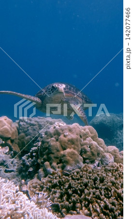 Close-up to a cute green sea turtle (Chelonia mydas) looking at the camera as it glide over dense boulder coral (Orbicella franksi) colonies. Dauin, Philippines Close-up to a cute green sea turtle (Chelonia mydas) looking at the camera as it glide over dense boulder coral (Orbicella franksi) colonies. Dauin, Philippines 142077466