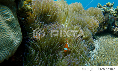 Ocellaris clownfish (Amphiprion ocellaris) inhabit an anemone amidst a colorful coral reef in a whimsical underwater scene. Dauin, Philippines Ocellaris clownfish (Amphiprion ocellaris) inhabit an anemone amidst a colorful coral reef in a whimsical underwater scene. Dauin, Philippines 142077467
