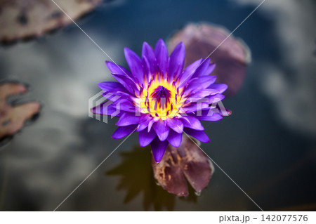 夏の水面に浮かぶ美しい睡蓮の花 夏の水面に浮かぶ美しい睡蓮の花 142077576