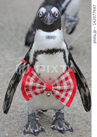 ペンギンの行進 ペンギンの行進 142077697