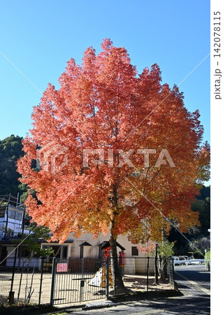 11月、観心寺保育園の紅葉する木 11月、観心寺保育園の紅葉する木 142078115