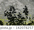 Leaf Shadows Cast on Asphalt Pavement 142078257