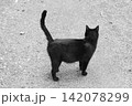 Black cat standing on the ground with tail up, back view 142078299