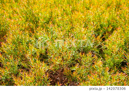 Beautiful green and yellow shrub bushes field background Beautiful green and yellow shrub bushes field background 142078306