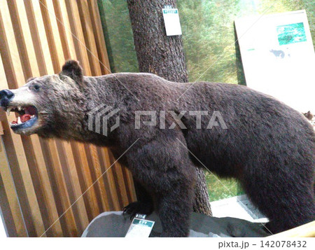ヒグマの剥製 横 黒岳ロープウェイ資料館 ヒグマの剥製 横 黒岳ロープウェイ資料館 142078432
