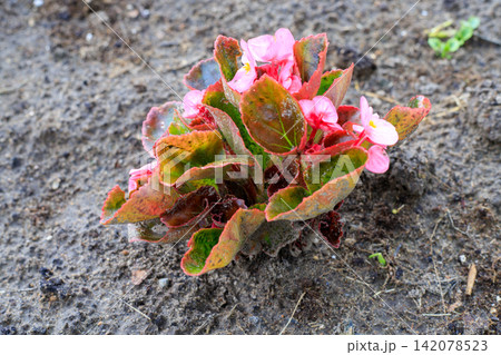 Pink begonia flower in the soil of a flowerbed. A small pink begonia plant with reddish-green leaves, planted in dark garden soil. Pink begonia flower in the soil of a flowerbed. A small pink begonia plant with reddish-green leaves, planted in dark garden soil. 142078523