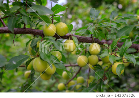 Unripe yellow cherry plums on a branch in the farm garden. Gardening, agriculture, organic farming, and summer harvest. 142078526