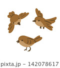 Three sparrows isolated on white background flat vector illustration 142078617