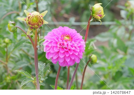 Floral decoration and gardening. Dahlia bush with purple flower in autumn. Cottage garden in sunny day. Blooming bright pink flower. Floral decoration and gardening. Dahlia bush with purple flower in autumn. Cottage garden in sunny day. Blooming bright pink flower. 142078647