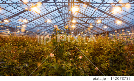 Interior of an old Icelandic greenhouse filled with rows of rose plants under warm artificial lights, showing traditional glasshouse architecture, heating systems and year round flower cultivation. Interior of an old Icelandic greenhouse filled with rows of rose plants under warm artificial lights, showing traditional glasshouse architecture, heating systems and year round flower cultivation. 142078752
