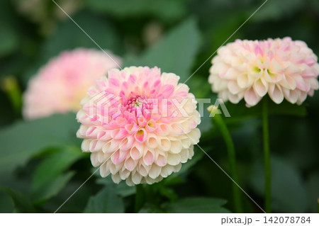 花 フラワー お花 142078784