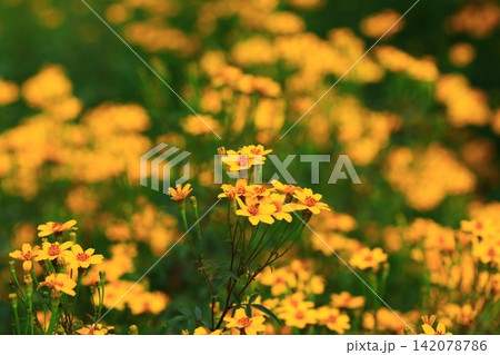 菊 キク 菊の花 142078786