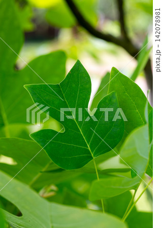 Tulip tree leaf with detailed veins on soft green background Tulip tree leaf with detailed veins on soft green background 142078981