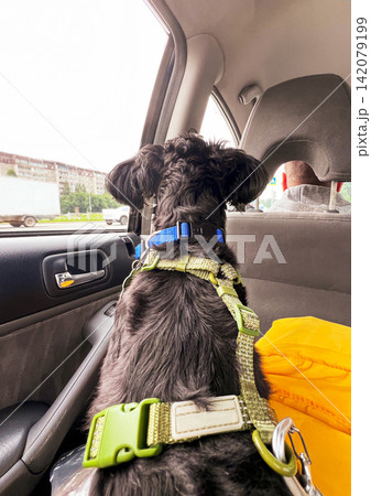 Miniature schnauzer looking out window from car backseat. Man driving vehicle with pet. Traveling by automobile with dog. Active lifestyle, companionship and road trip adventure concept. Miniature schnauzer looking out window from car backseat. Man driving vehicle with pet. Traveling by automobile with dog. Active lifestyle, companionship and road trip adventure concept. 142079199