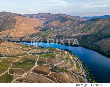 Douro Valley vineyard terraces and river landscape in Portugal aerial 142079208