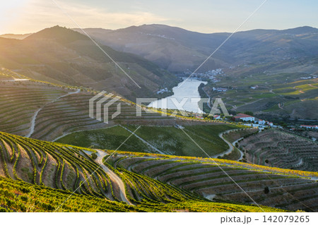 Douro River sunrise with pine trees in Douro Valley Douro River sunrise with pine trees in Douro Valley 142079265