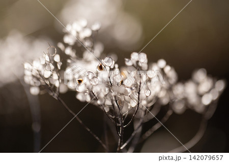 Frozen Dried Wildflowers Macro with Beautiful Sparkling Bokeh in Autumn Sunlight Frozen Dried Wildflowers Macro with Beautiful Sparkling Bokeh in Autumn Sunlight 142079657