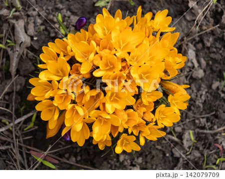Yellow crocuses blooming in garden with bee collecting pollen Yellow crocuses blooming in garden with bee collecting pollen 142079709