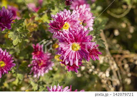Pink chrysanthemum flowers blooming in an autumn garden Pink chrysanthemum flowers blooming in an autumn garden 142079721