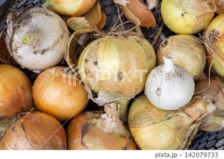 Freshly harvested yellow and white onions showing natural imperfections Freshly harvested yellow and white onions showing natural imperfections 142079733