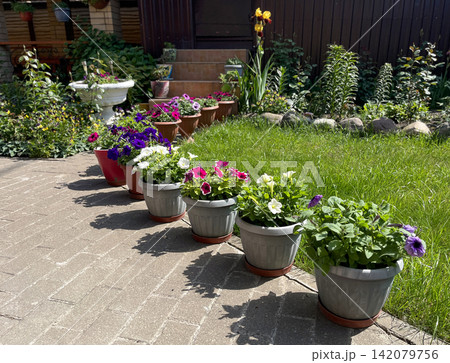Colorful flower pots decorating a landscaped backyard garden in summer Colorful flower pots decorating a landscaped backyard garden in summer 142079756