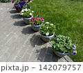 Row of blooming petunia flowers in pots along a sunny garden pathway 142079757