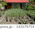 Vegetable garden with garlic and eggplant growing in a backyard homestead 142079758