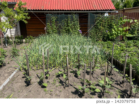Vegetable garden with garlic and eggplant growing in a backyard homestead Vegetable garden with garlic and eggplant growing in a backyard homestead 142079758