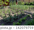 Backyard vegetable garden with tomato plants and garlic beds 142079759