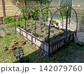 Raised vegetable bed with young seedlings and greenhouse in backyard 142079760