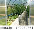 Greenhouse with tomato and pepper plants growing in raised beds 142079761