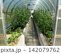 Greenhouse with tomato and pepper plants growing in raised beds 142079762
