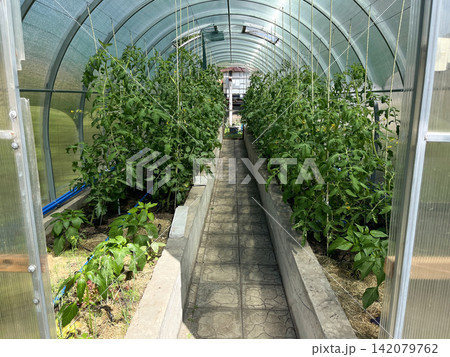 Greenhouse with tomato and pepper plants growing in raised beds Greenhouse with tomato and pepper plants growing in raised beds 142079762