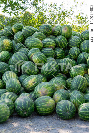 Massive pile of freshly harvested green striped watermelons on ground 142079803