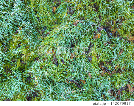 Frosty Green Grass and Fallen Leaves Texture Background Frosty Green Grass and Fallen Leaves Texture Background 142079917