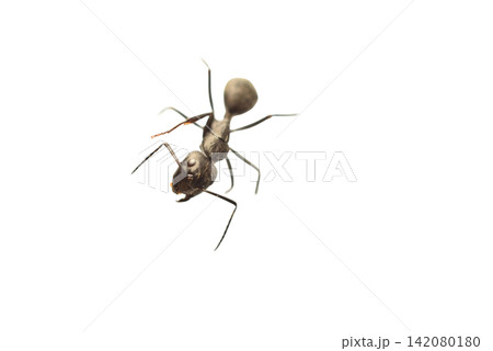 A large black ant. A large black ant. 142080180