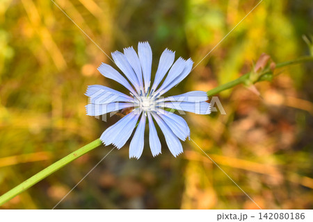 Blue flower of the chicory plant. 142080186
