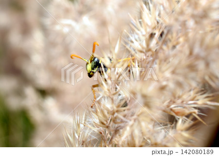 The wasp is hiding in the grass. The wasp is hiding in the grass. 142080189