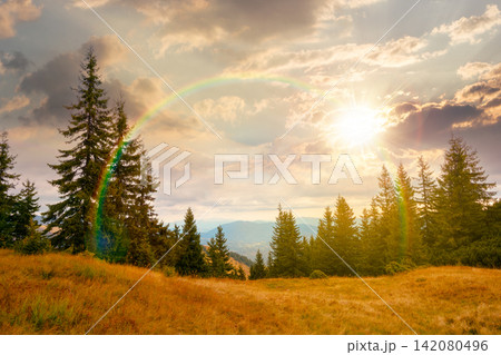 sunset over hill with coniferous forest on a meadow in mountains of Ukraine. Synevyr national park landscape, Transcrpathia in autumn. spruce trees under sky with rainbow. view in to thee valley sunset over hill with coniferous forest on a meadow in mountains of Ukraine. Synevyr national park landscape, Transcrpathia in autumn. spruce trees under sky with rainbow. view in to thee valley 142080496