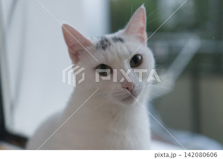 Close-up portrait of a beautiful white cat Close-up portrait of a beautiful white cat 142080606