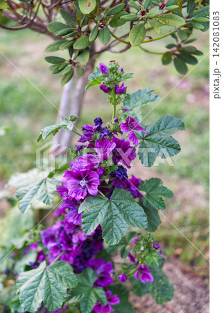 Vibrant purple hollyhock flowers on a stem Vibrant purple hollyhock flowers on a stem 142081083