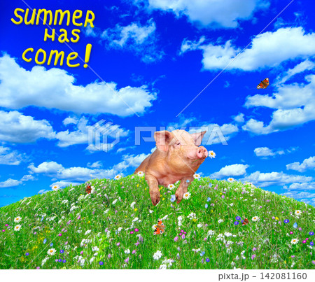 Funny pig looking out from behind hill in summer meadow. Amusing piglet Funny pig looking out from behind hill in summer meadow. Amusing piglet 142081160
