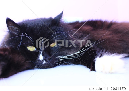 Cat laying on pink background. Domestic pet 142081170