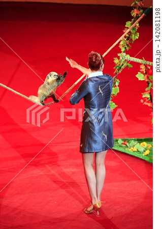 Nasough in circus. Small rodent making tricks on rope and beautiful tamer Nasough in circus. Small rodent making tricks on rope and beautiful tamer 142081198