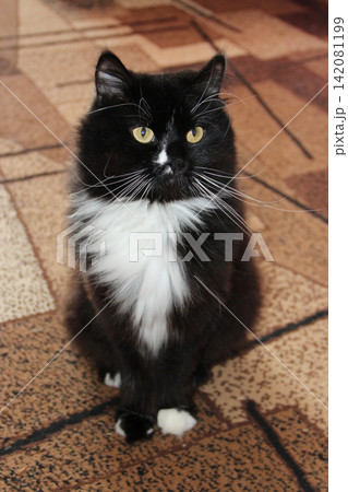 Black cat sitting on carpet of room. Nice pet Black cat sitting on carpet of room. Nice pet 142081199
