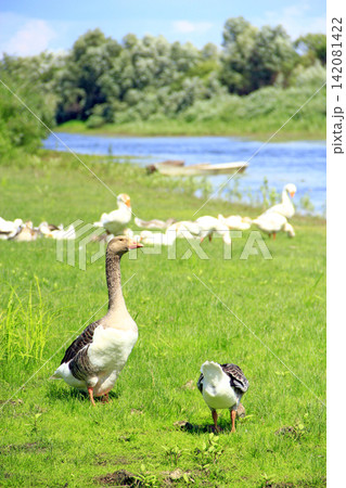 Geese on meadow near river. Farm birds Geese on meadow near river. Farm birds 142081422